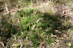 Acrotriche serrulata