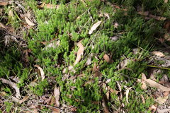 Acrotriche serrulata