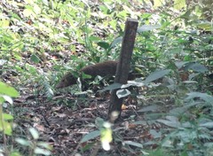 Crossarchus platycephalus