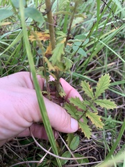 Agrimonia incisa