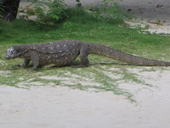 Varanus palawanensis