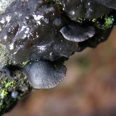 Resupinatus alboniger