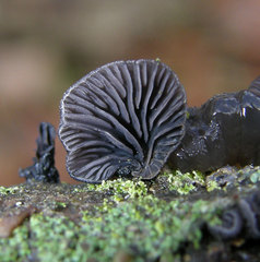 Resupinatus alboniger