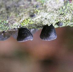 Resupinatus alboniger