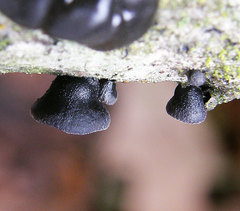 Resupinatus alboniger