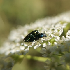 Bilyaxia concinna