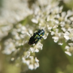 Bilyaxia concinna