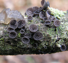 Resupinatus alboniger