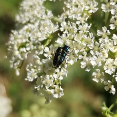 Bilyaxia concinna