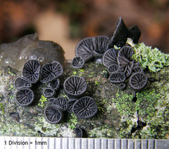 Resupinatus alboniger