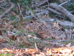 Passerella iliaca