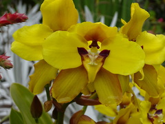Cyrtochilum macranthum