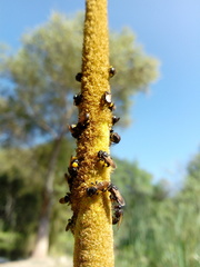 Scaptotrigona mexicana
