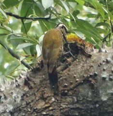 Chloropicus pyrrhogaster