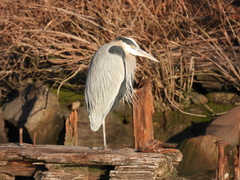 Ardea herodias