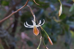 Barkeria obovata