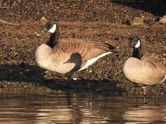 Branta canadensis