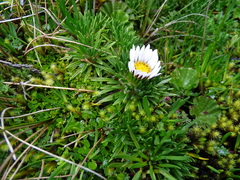 Werneria crassa crassa