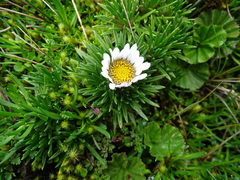 Werneria crassa crassa