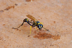 Sceliphron asiaticum