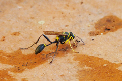 Sceliphron asiaticum