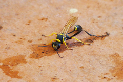 Sceliphron asiaticum