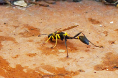 Sceliphron asiaticum
