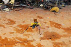 Sceliphron asiaticum