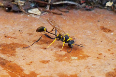 Sceliphron asiaticum