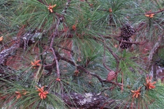 Pinus oocarpa