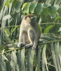 Chlorocebus tantalus