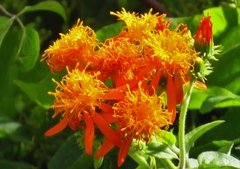 Pseudogynoxys chenopodioides