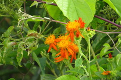 Pseudogynoxys chenopodioides