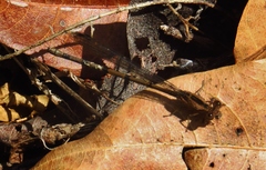 Pseudogynoxys chenopodioides