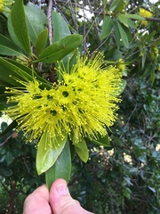 Xanthostemon chrysanthus