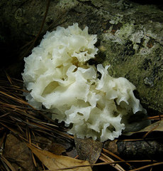 Tremella fuciformis image