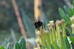 Bombus terrestris canariensis