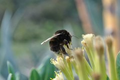 Bombus terrestris canariensis