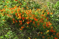 Pseudogynoxys chenopodioides