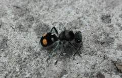 Hoplomutilla pardalis