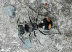 Hoplomutilla pardalis