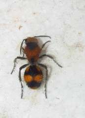 Dasymutilla munifica