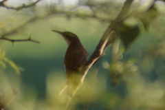 Tarphonomus certhioides