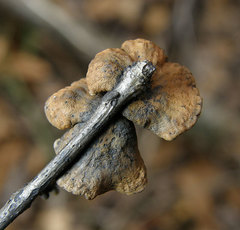 Anthracophyllum lateritium image