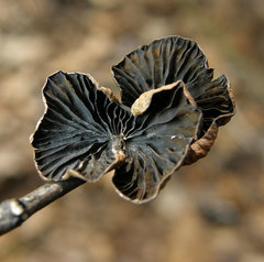 Anthracophyllum lateritium image