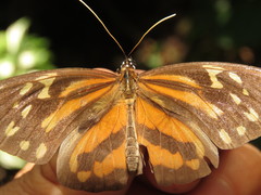 Tithorea harmonia