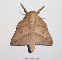 Adeloneivaia