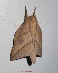Adeloneivaia