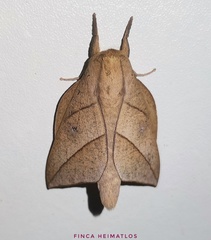 Adeloneivaia