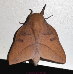 Adeloneivaia
